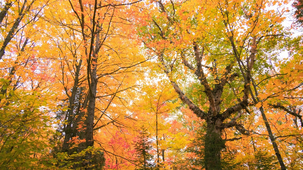 Summerlike weekend on tap in Twin Cities; fall returns early next week — WCCO / CBS Minnesota, Minnetonka Community news
