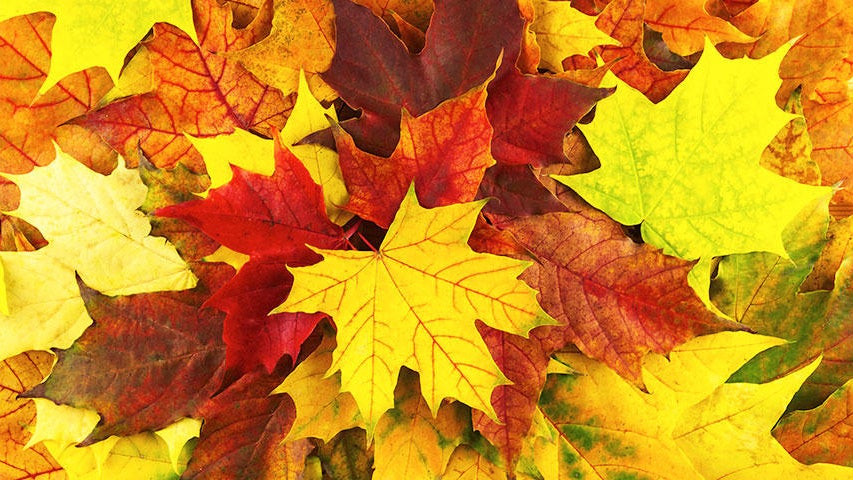 Cooler, quieter fall weather returns Tuesday in the Twin Cities — WCCO / CBS Minnesota, Minnetonka Community news