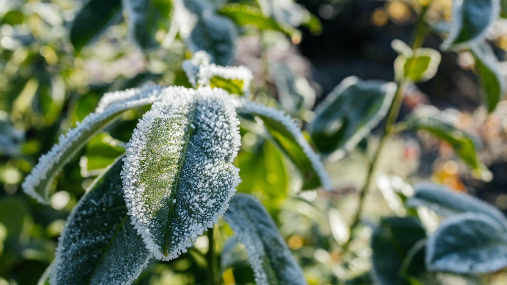 The first frost of the season is expected Saturday. Here's how to prepare your garden — WCCO / CBS Minnesota, Minnetonka Sports news