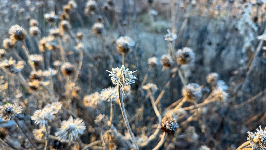 Breezy winds bring cool air to Minnesota, with first frost possible in the metro Friday night — WCCO / CBS Minnesota, Minnetonka Sports news