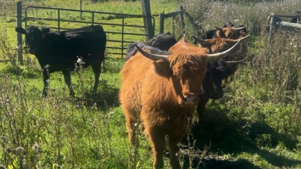 Minnesota farmer calls for thief to return nearly a dozen cows: "You're going to go to jail" — WCCO / CBS Minnesota, Minnetonka Community news