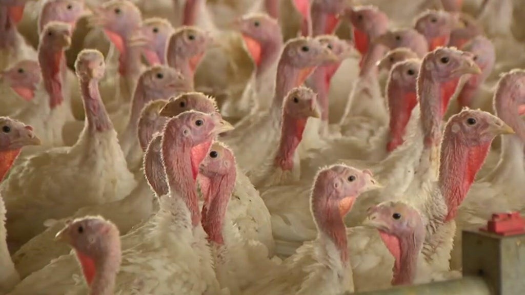 Bird flu confirmed in Barron County, Wisconsin, commercial poultry flock — WCCO / CBS Minnesota, Minnetonka Real Estate news