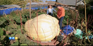 Meet Minnesota’s Pumpkin King — KSTP 5, Minnetonka Community news