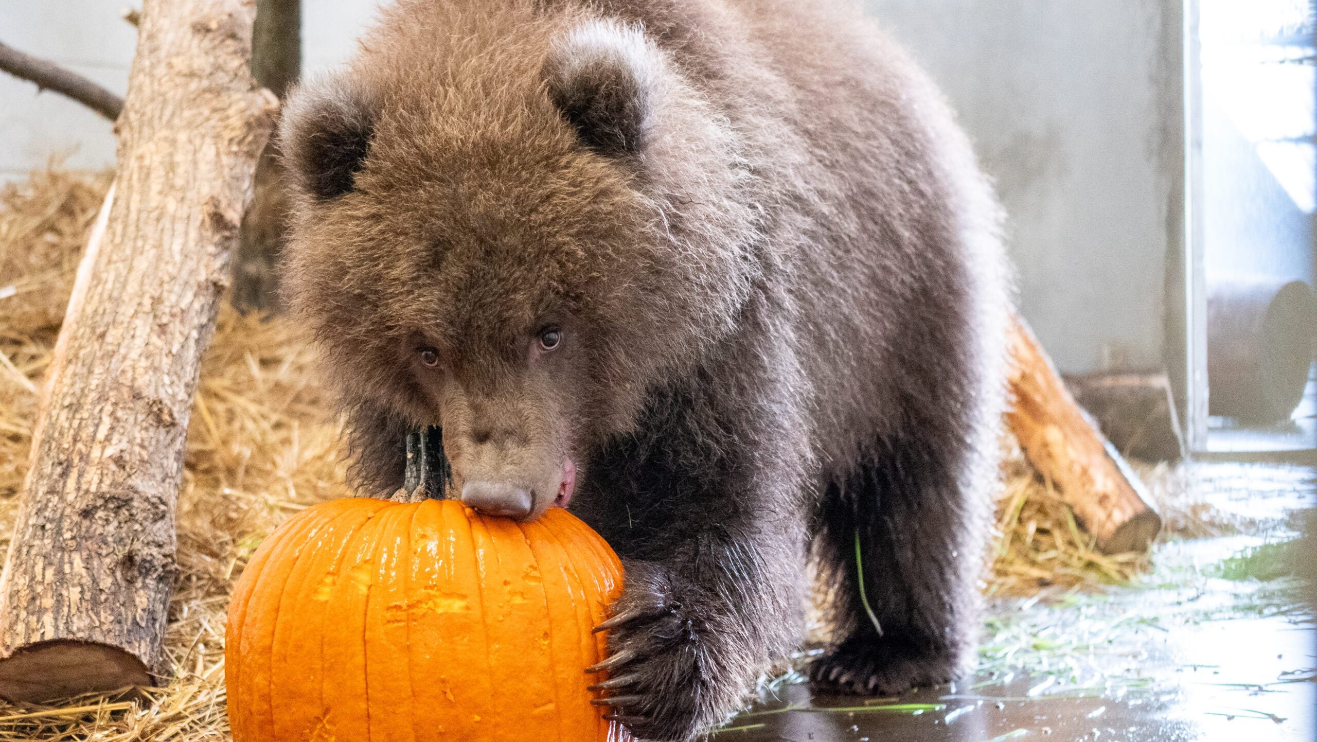 Minnesota Zoo welcomes 3 orphaned brown bear cubs rescued from Alaska — Minnetonka Health news