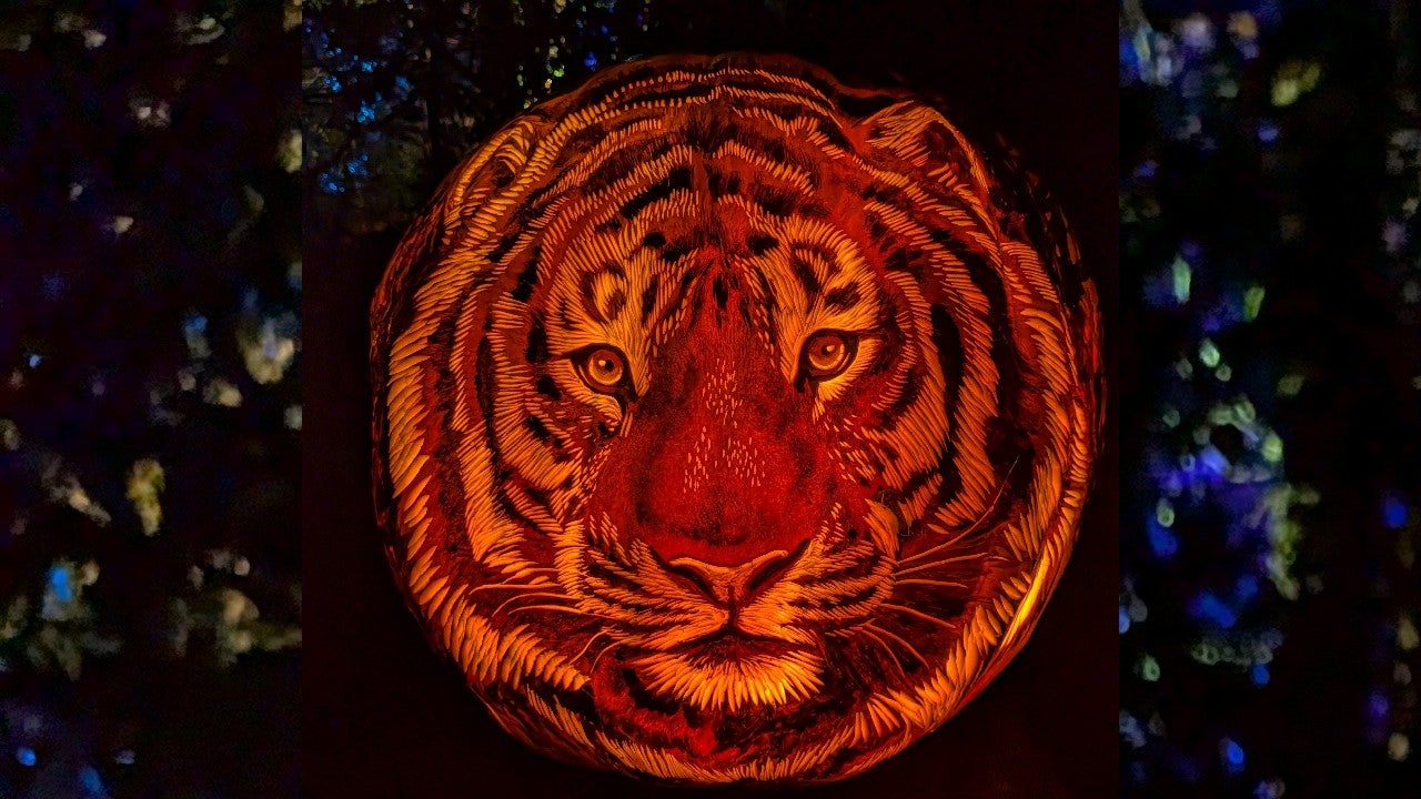 Behind the scenes of pumpkin carving at the Minnesota Zoo — KSTP 5, Minnetonka Arts news