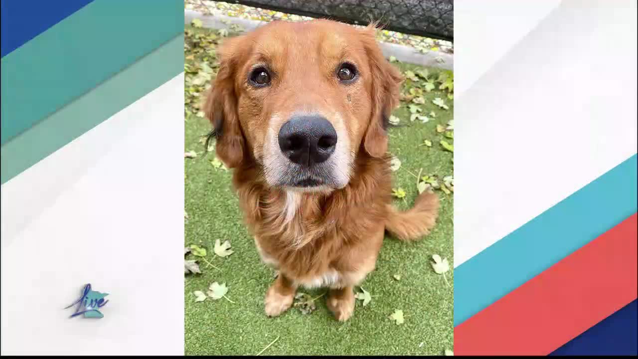 Adopt a Dog Month: Golden Retrievers — KSTP 5, Minnetonka Community news