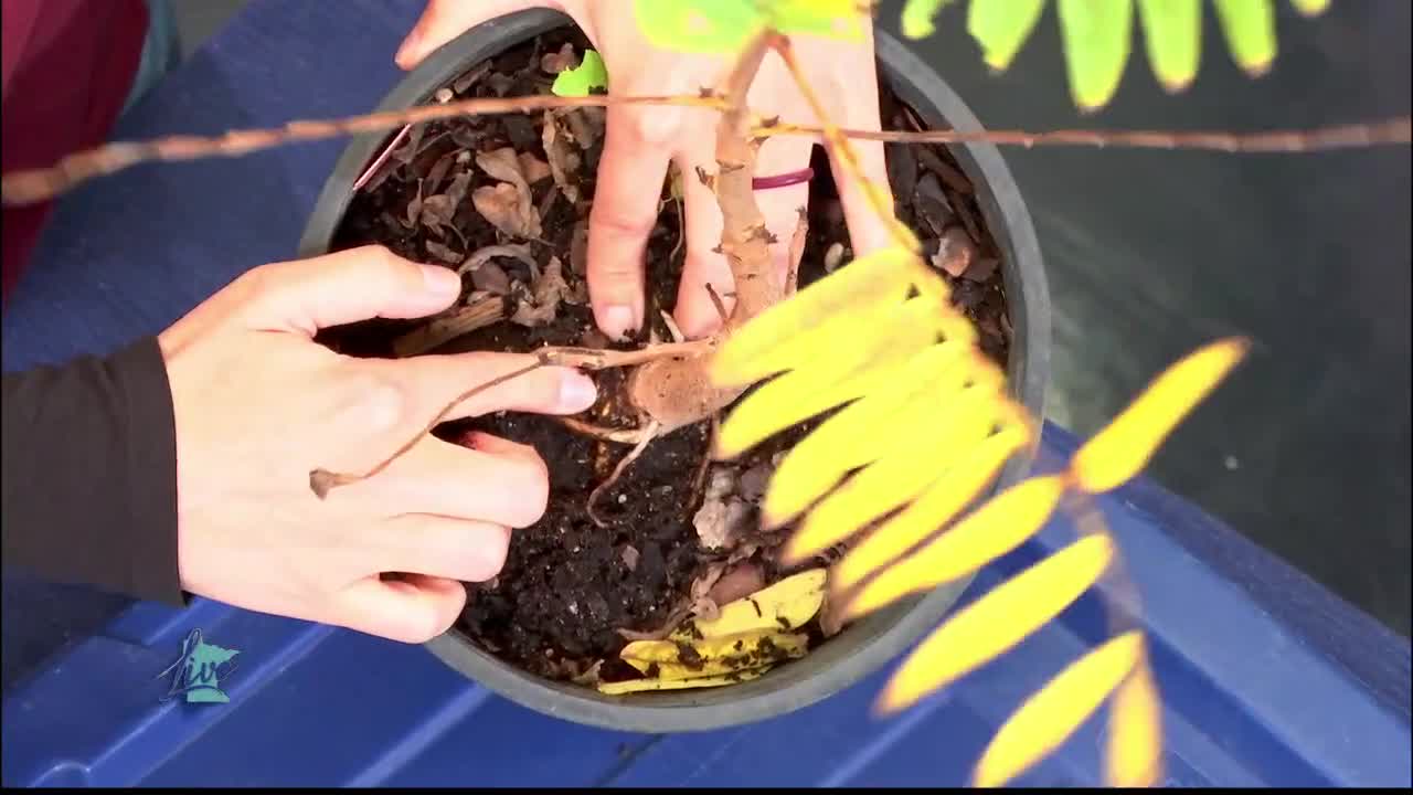 Tips for Planting Trees — KSTP 5, Minnetonka Community news