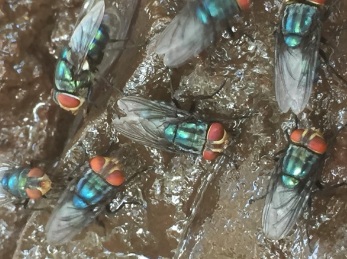 Odor complaints target Mexico’s screwworm fly facility — KFGO, Minnetonka Schools news