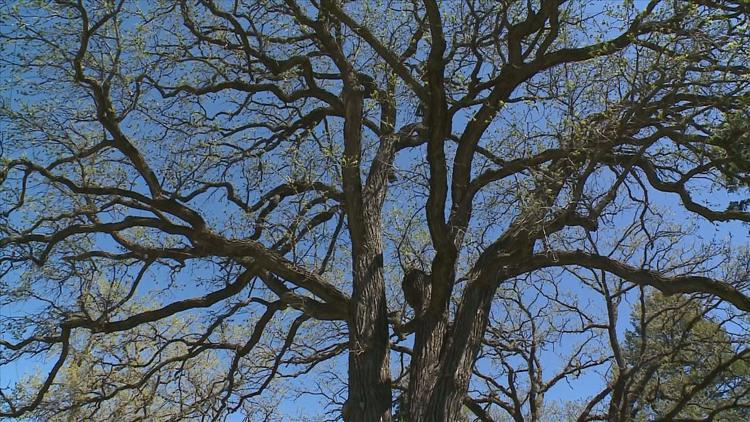 How to keep your oak trees healthy — KARE 11 Local, Minnetonka Health news