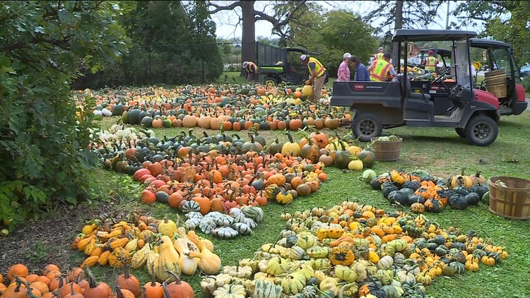 Pumpkin 101: Best to cook, carve & display — KARE 11 Local, Minnetonka Community news