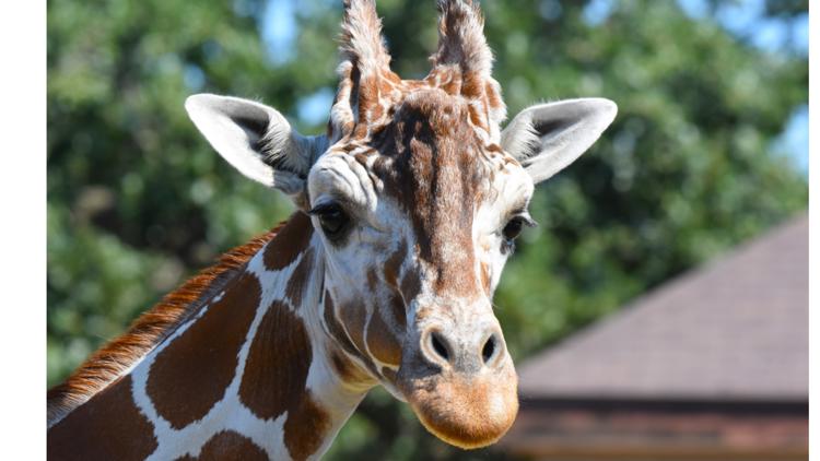 Como Zoo mourns loss of beloved giraffe, 'Skeeter' — Minnetonka Community news