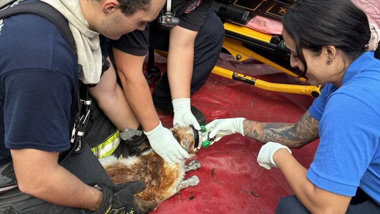 2 people injured, 17 pets killed in Citrus County mobile home fire — WTSP 10 Tampa Bay, Minnetonka Community news