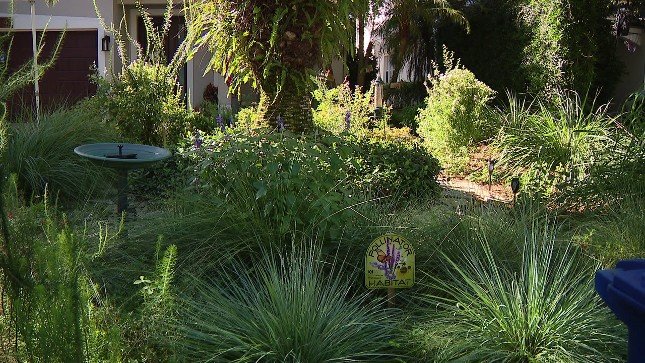 Florida city offers homeowners up to $3,000 to ditch thirsty grass — a move that slashes their water bills — FOX 9, Minnetonka Community news
