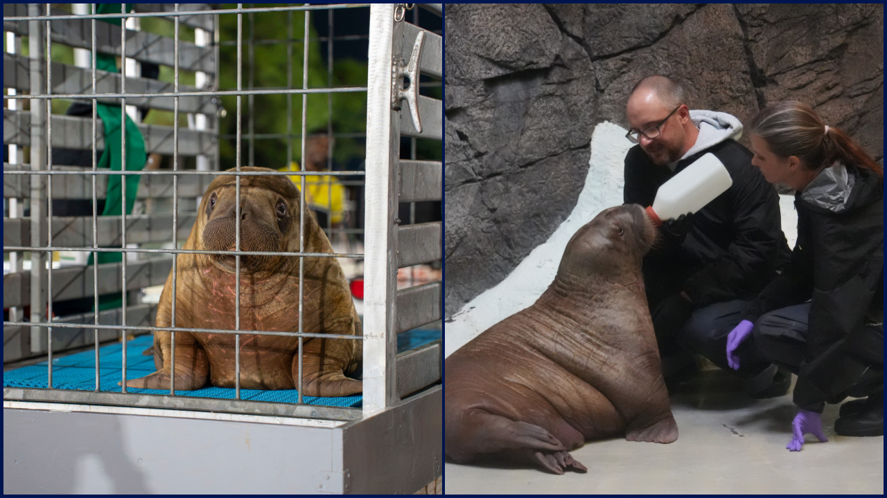 Orphaned baby walrus in Alaska flown 4,800 miles to new home in Florida — FOX 9, Minnetonka Community news