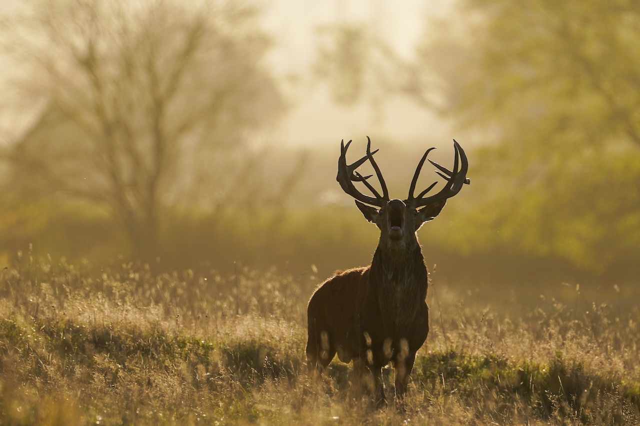 Deer-related crashes spike in the fall. Here's why. — FOX 9, Minnetonka Sports news