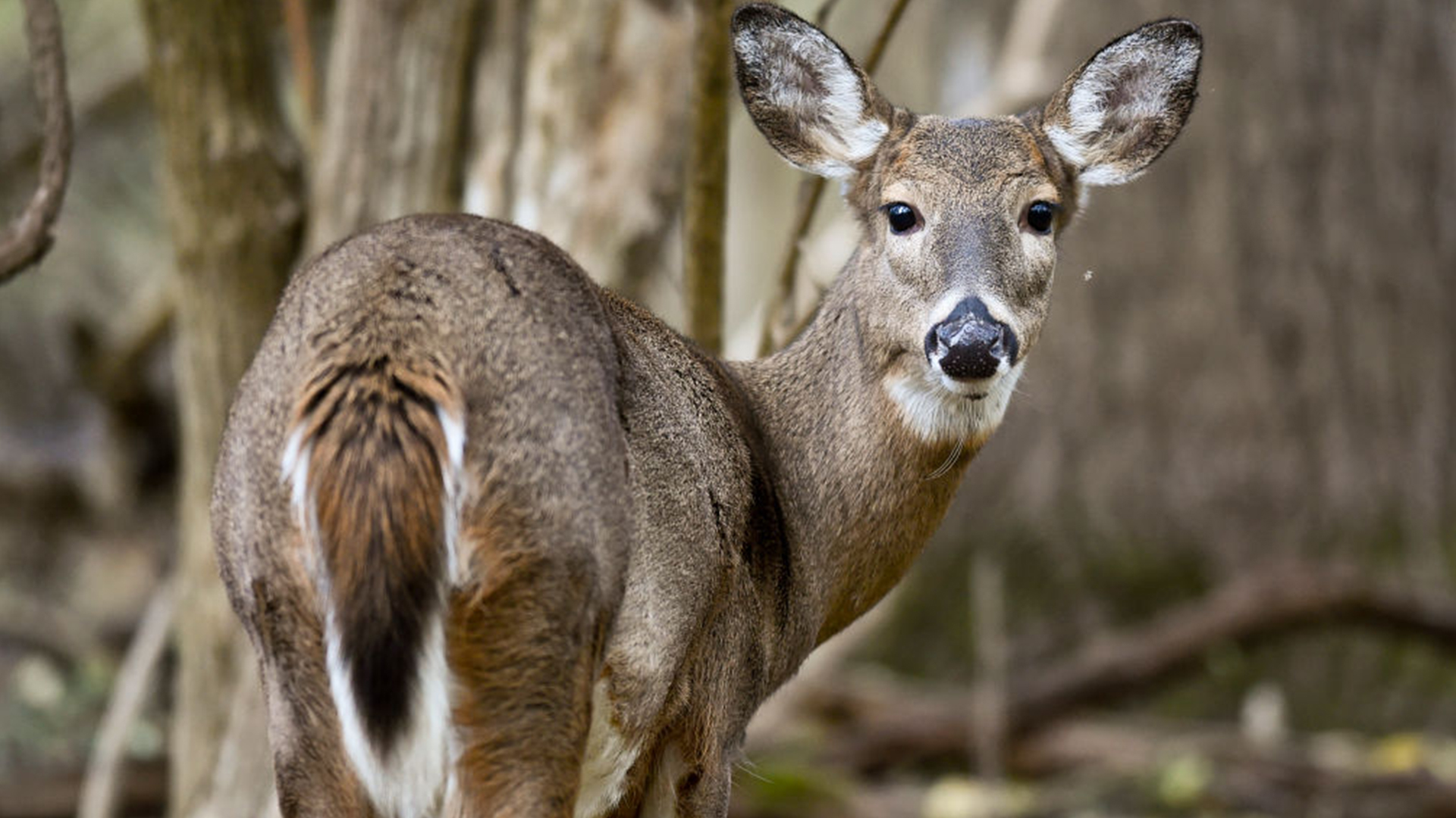 Minnesota deer season 2026: What changed, what to expect by region — FOX 9, Minnetonka Sports news