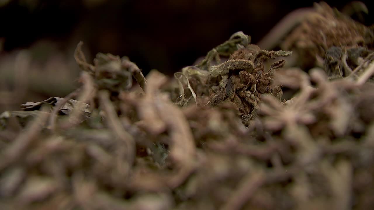 Hemp THC deadline hits $200 million industry, leads to layoffs, but liquor stores may maintain — FOX 9, Minnetonka Business news